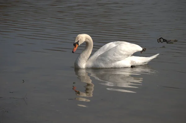 Белый Лебедь Скользит Воде Освещенной Утренним Солнцем — стоковое фото