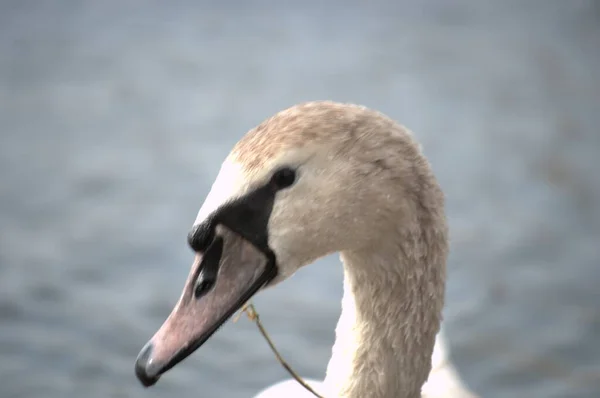 Portrait Cygne Blanc Sur Rive Lac Portrait Cygne Blanc Sur — Photo