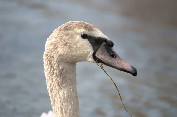 Portrait of a white swan on the shore of a lake. Portrait of a white swan on the shore of a lake illuminated by the morning sun.