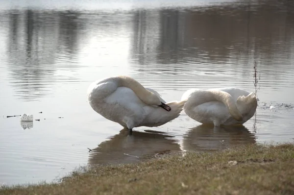 Пара Белых Лебедей Берегу Озера Пара Белых Лебедей Берегу Озера — стоковое фото