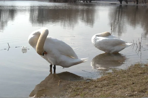 Pair White Swans Shore Lake Pair White Swans Shore Lake — Stock Photo, Image