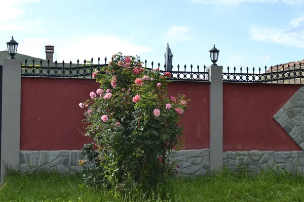 Arbusto Com Rosas Cor Rosa Frente Uma Casa Privada Arbusto — Fotografia de Stock