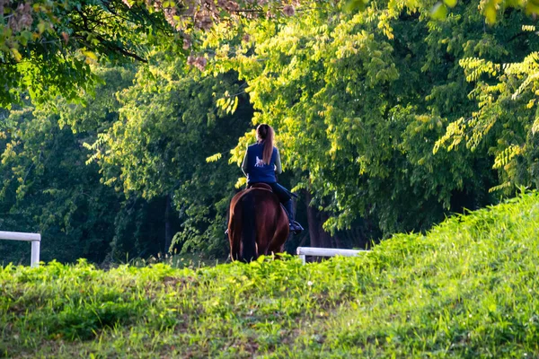 Cavaleiro Feminino Desportivo Montado Num Cavalo Desportivo Fêmea Cavaleiro Cavalo — Fotografia de Stock