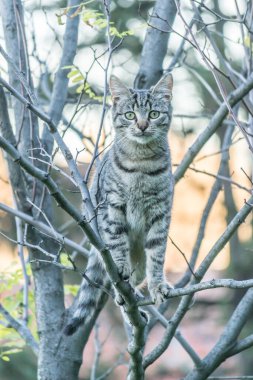 Gri bir kedi yaprak döken bir ağacın tepesinde duruyor..