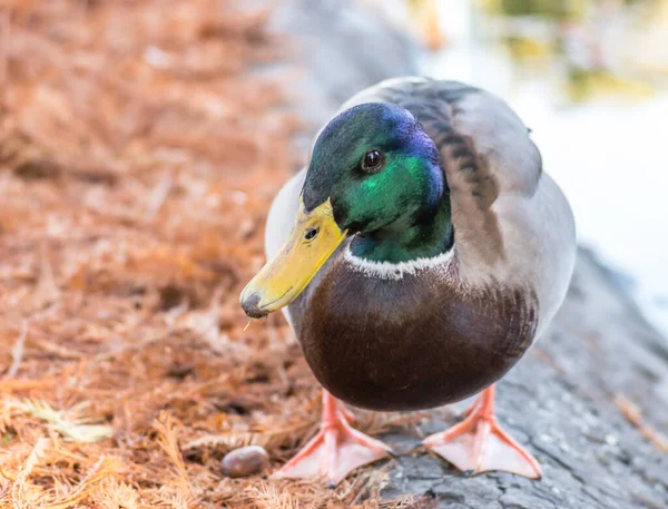 Wild Duck Natural Environment Duck Stands Bank Tributary Danube River — Stock Photo, Image