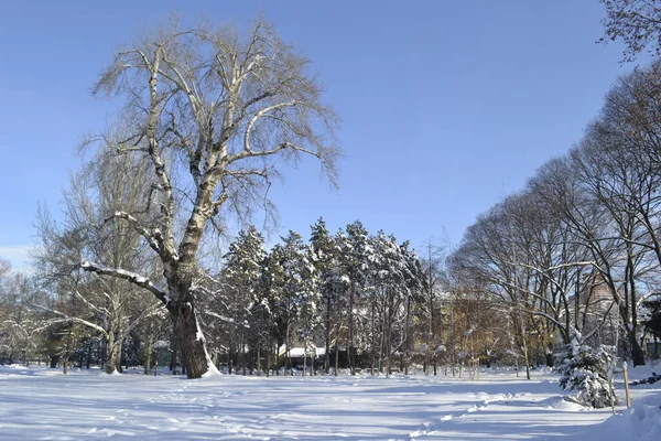 Novi Sad, Serbia - December 10. 2019: Panorama of the city park, covered with snow. Novi Sad, Vojvodina, Serbia.