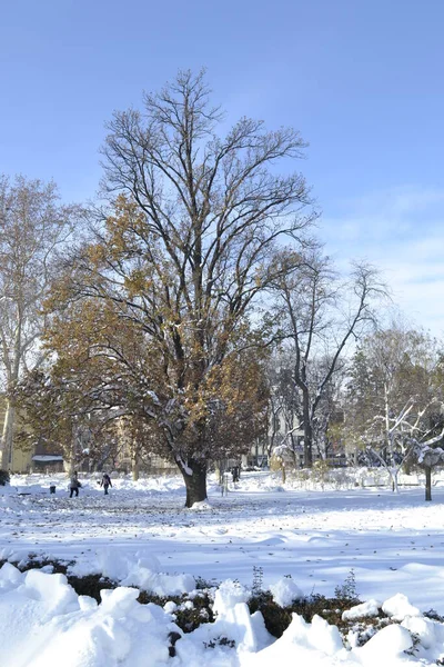 Novi Sad, Serbia - December 10. 2019: Panorama of the city park, covered with snow. Novi Sad, Vojvodina, Serbia.