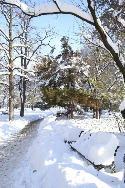 Novi Sad, Serbia - December 10. 2019: Panorama of the city park, covered with snow. Novi Sad, Vojvodina, Serbia.