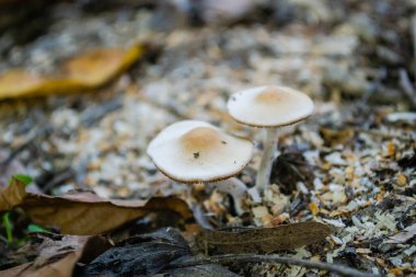Sonbaharda ormanda mantarlar yetişiyor..