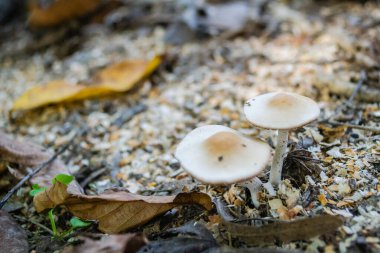 Sonbaharda ormanda mantarlar yetişiyor..
