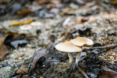 Sonbaharda ormanda mantarlar yetişiyor..