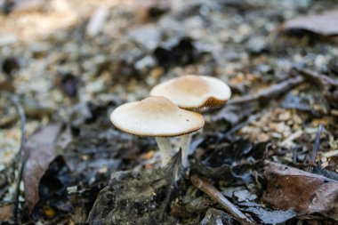 Sonbaharda ormanda mantarlar yetişiyor..