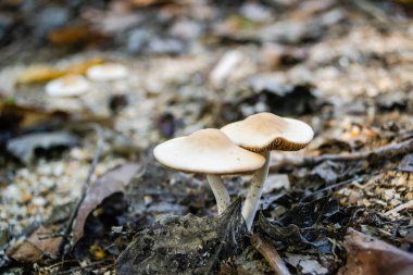 Sonbaharda ormanda mantarlar yetişiyor..