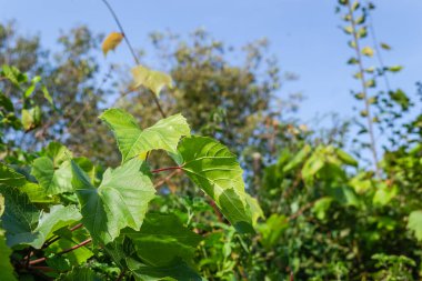 Yeşil asma yaprakları. Sonbahar ve öğleden sonra güneşiyle aydınlanan, vahşi bir sarmaşığın yeşil yaprakları.