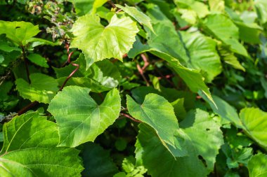 Yeşil asma yaprakları. Sonbahar ve öğleden sonra güneşiyle aydınlanan, vahşi bir sarmaşığın yeşil yaprakları.