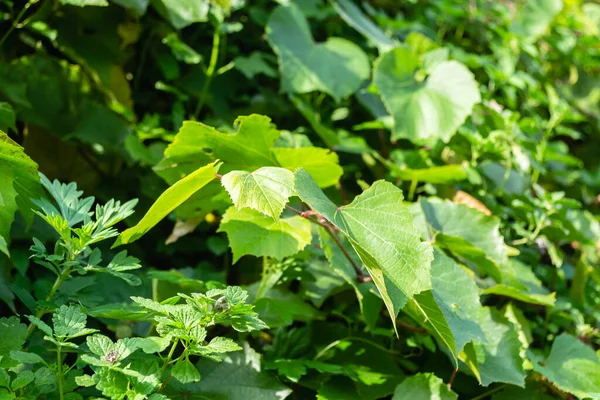 Grüne Blätter Von Wilden Weinreben Grüne Blätter Einer Wilden Rebe — Stockfoto