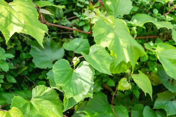 Hojas Verdes Vid Silvestre Hojas Verdes Una Vid Silvestre Iluminadas — Foto de Stock