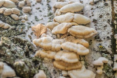 Ağaç kabuğunda mantar. Ağaç kabuğunda beyaz raf mantar çokgözeneği.
