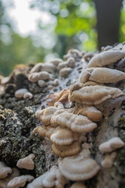 Ağaç kabuğunda mantar. Ağaç kabuğunda beyaz raf mantar çokgözeneği.
