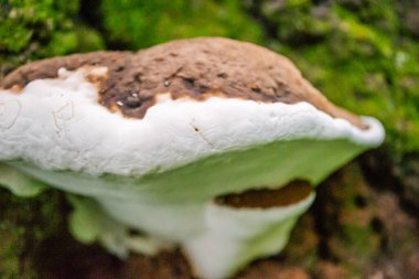Ağaç kabuğunda mantar. Ağaç kabuğunda beyaz raf mantar çokgözeneği.