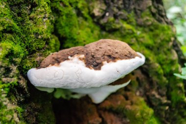 Ağaç kabuğunda mantar. Ağaç kabuğunda beyaz raf mantar çokgözeneği.