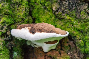 Ağaç kabuğunda mantar. Ağaç kabuğunda beyaz raf mantar çokgözeneği.