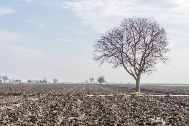 Tarlada yaprakları olmayan yalnız bir ağaç.