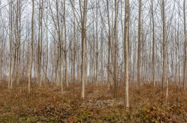 Yılın sonbaharında kavak ağaçları. Yılın sonbahar döneminde orman, sabah güneşi ve sisle aydınlanır..