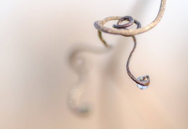 Kurumuş bir sapın üzerindeki ilk çiy damlası. Yılın sonbaharında kavak ağaçları. Yılın sonbahar döneminde orman, sabah güneşi ve sisle aydınlanır..