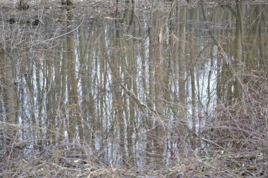 Sonbaharda bataklık, kasvetli manzara. Günün kasvetli sonbahar döneminde bataklığın panoramik görüntüsü..