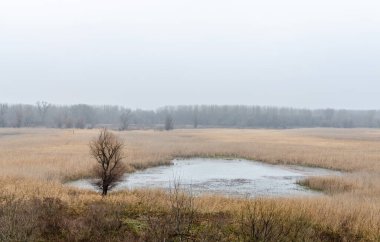 Sonbaharda bataklık, kasvetli manzara. Günün kasvetli sonbahar döneminde bataklığın panoramik görüntüsü..