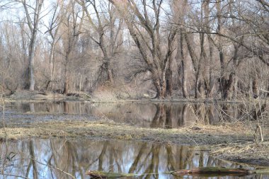 Bataklık sonbahar, güneşli manzara. Güneşli bir sonbahar döneminde bataklığın panoramik görüntüsü..