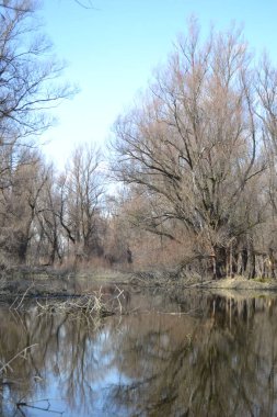 Bataklık sonbahar, güneşli manzara. Güneşli bir sonbahar döneminde bataklığın panoramik görüntüsü..