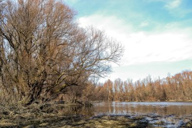 Bataklık sonbahar, güneşli manzara. Güneşli bir sonbahar döneminde bataklığın panoramik görüntüsü..