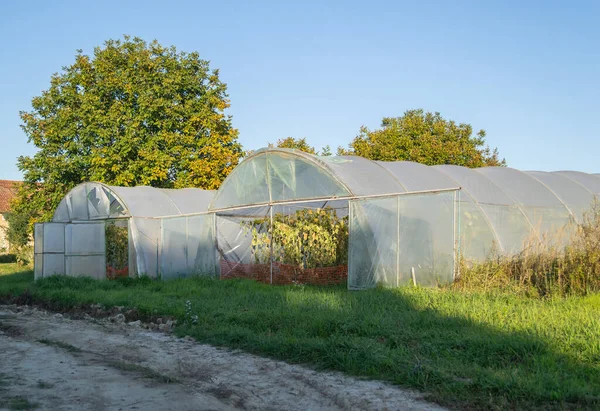 Invernadero Privado Los Suburbios Petrovaradin Novi Sad Serbia —  Fotos de Stock