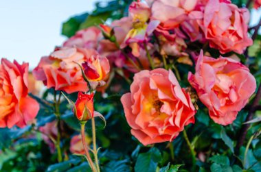 Bir yaz bahçesinde turuncu-pembe güller çalısı. Yaz bahçesinin karmaşasında açan portakal pembesi güller.