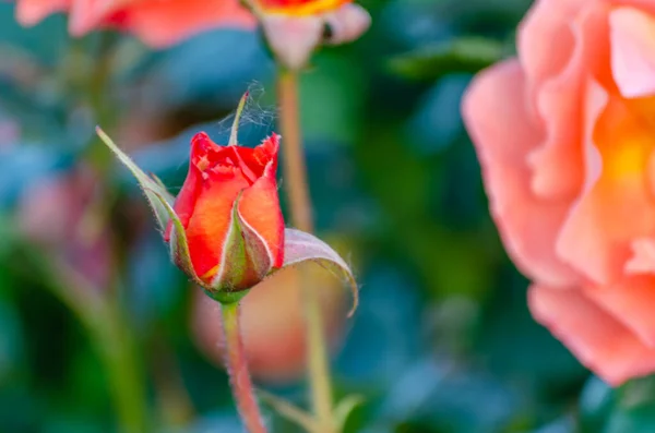 Кущ Оранжево Рожевих Блідих Троянд Літньому Саду Бутан Оранжевий Рожева — стокове фото