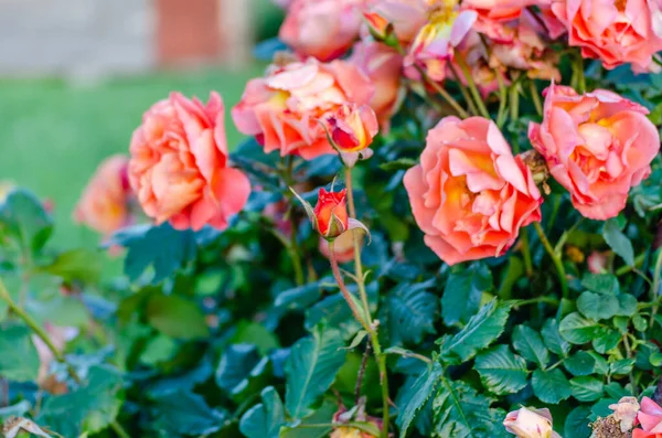 Ένας Θάμνος Από Πορτοκαλί Ροζ Χλωμά Τριαντάφυλλα Έναν Καλοκαιρινό Κήπο — Φωτογραφία Αρχείου