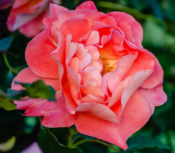 Кущ Оранжево Рожевих Блідих Троянд Літньому Саду Квітучі Оранжево Рожеві — стокове фото
