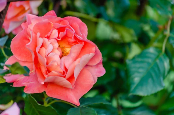 Кущ Оранжево Рожевих Блідих Троянд Літньому Саду Квітучі Оранжево Рожеві — стокове фото