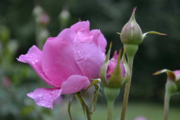 Purple rose bud. A purple rose bud, splashed with raindrops.