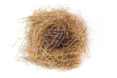 Beyaz arka planda saman olan kurutulmuş karahindiba kökü.