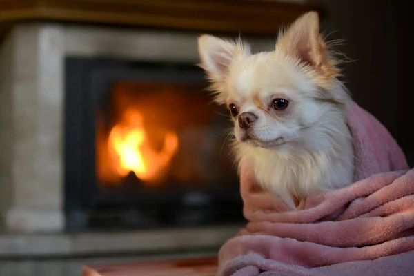 Şöminenin yanında pembe ekoseli bir chihuahua.