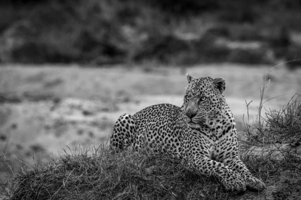 Большой Леопард Лежал Траве Черно Белом Цвете Национальном Парке Крюгера — стоковое фото