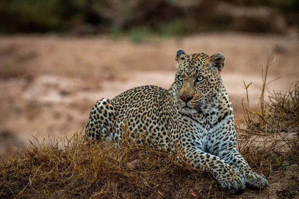 Leopardo Macho Grande Deitado Grama Parque Nacional Kruger África Sul — Fotografia de Stock
