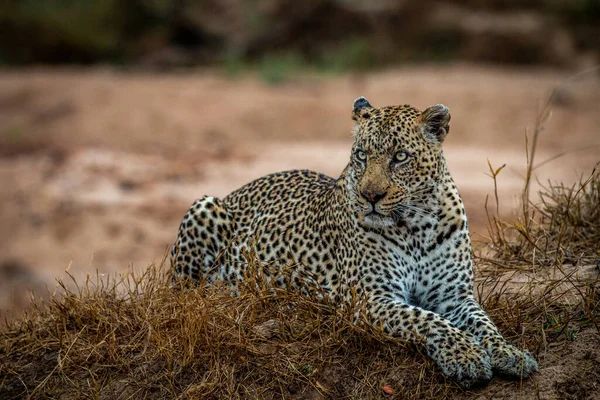 Большой Леопард Лежал Траве Национальном Парке Крюгера Южная Африка — стоковое фото