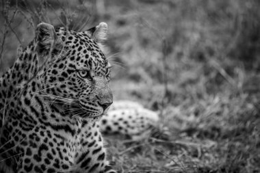 Güney Afrika 'daki Kruger Ulusal Parkı' nda siyah beyaz çimlerin üzerinde yatan Leopar 'ın yakın plan fotoğrafı..