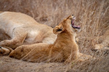 Aslan yavrusu Güney Afrika 'daki Kruger Ulusal Parkı' nda uzanırken esniyor..