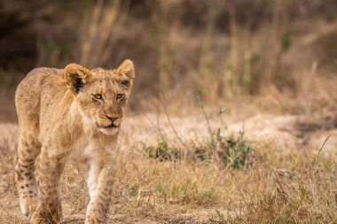 Genç aslan yavrusu Kruger Ulusal Parkı, Güney Afrika 'da kameraya doğru yürüyor..