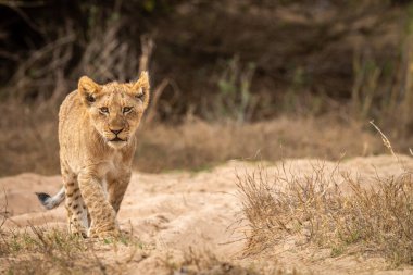 Genç aslan yavrusu Kruger Ulusal Parkı, Güney Afrika 'da kameraya doğru yürüyor..